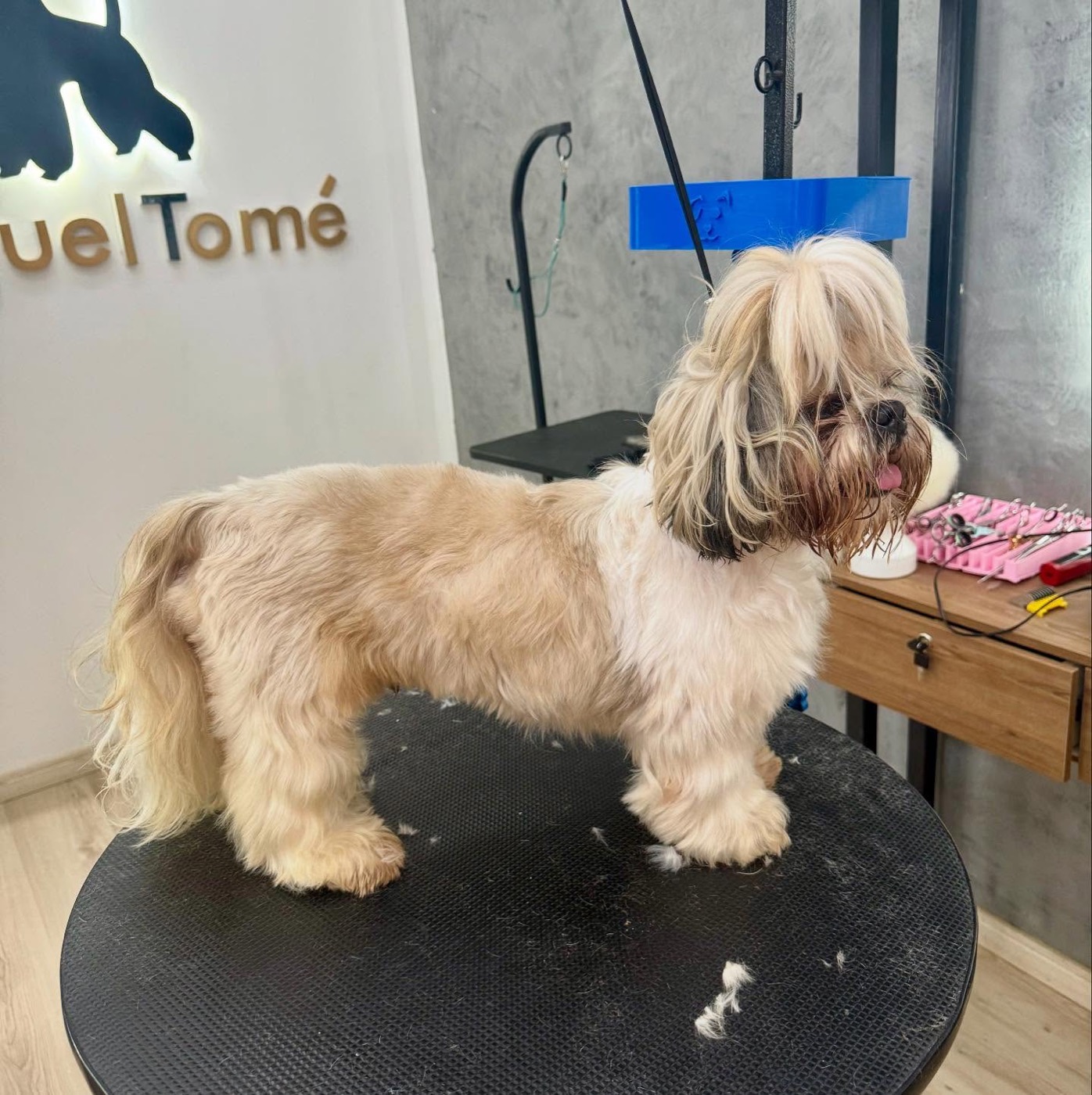 Shih tzu antes da tosa, com pelos longos