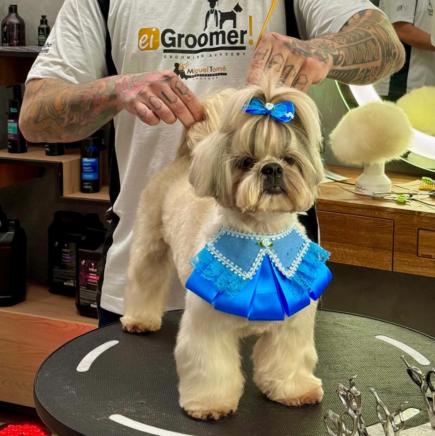 Shih tzu depois da tosa bebê, com vestido azul