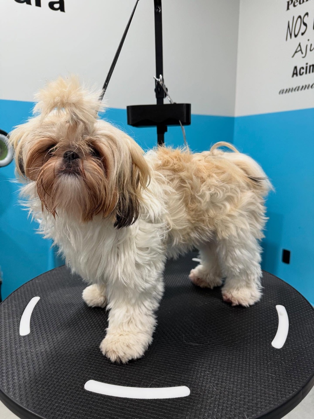 Shih tzu antes da tosa, com pelagem volumosa