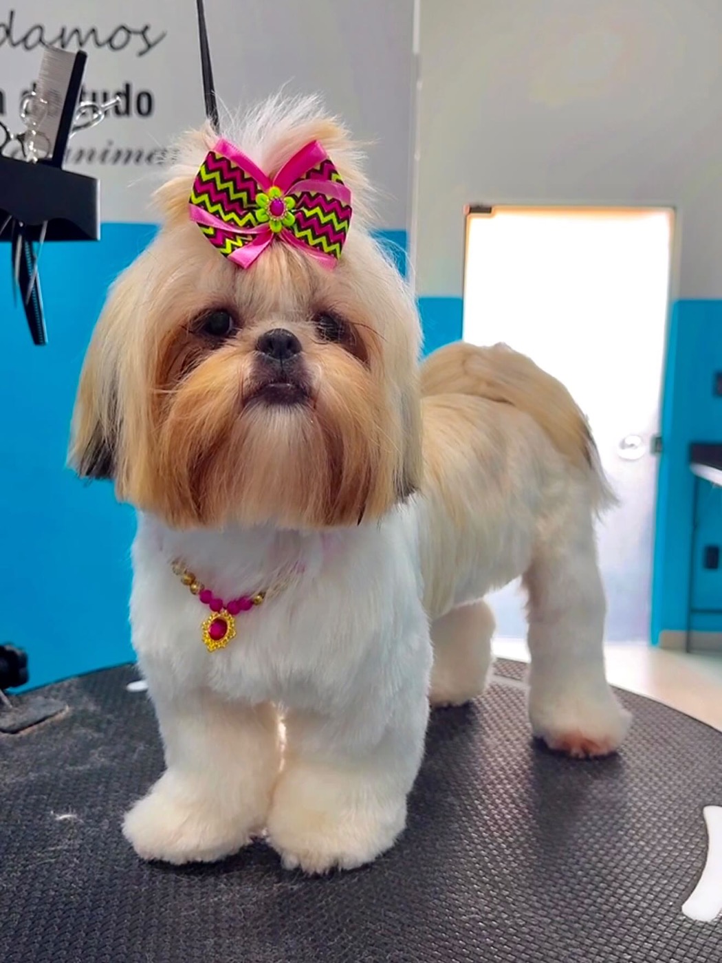 Shih tzu depois da tosa, com lacinho rosa