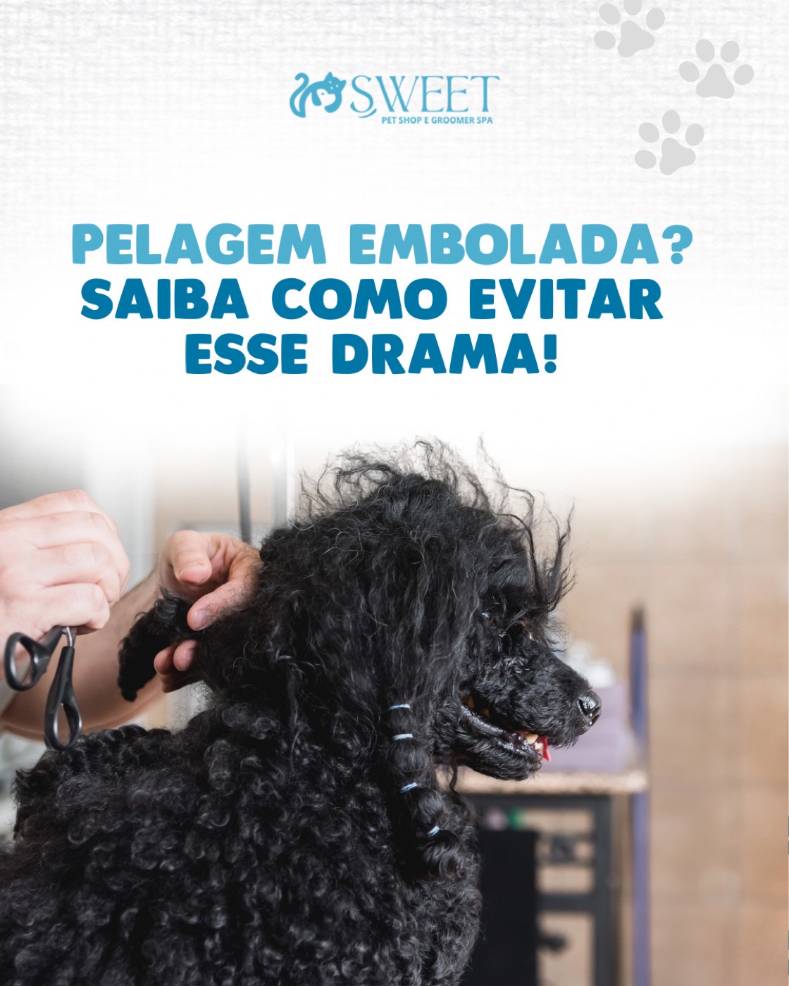 Shih tzu com bandana azul na mesa de tosa