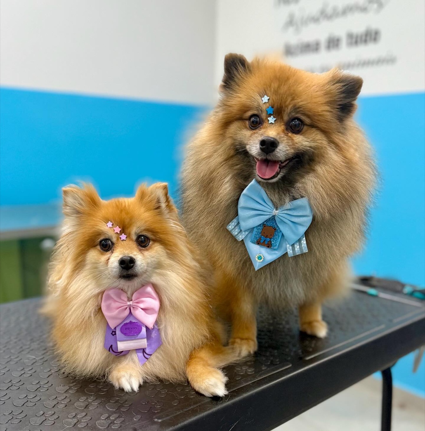 Dois spitz com gravatinhas borboleta