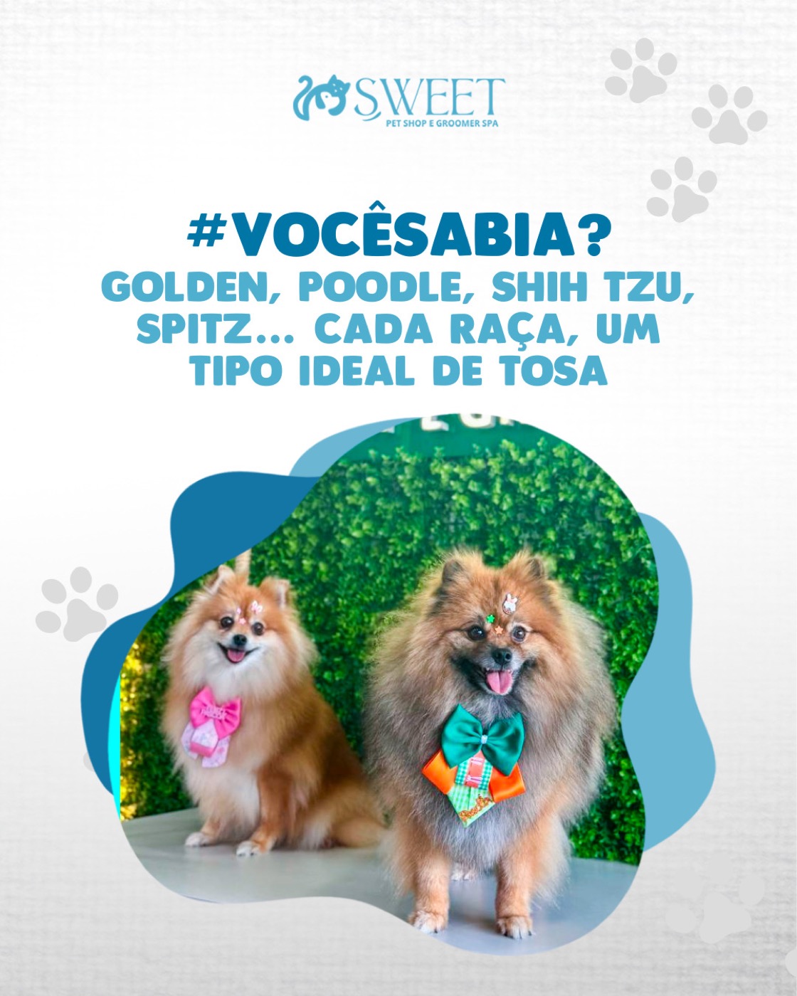 Spitz alemães arrumados com laços