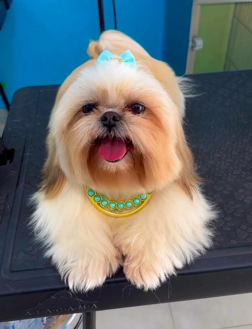 Shih tzu com lacinho azul após o banho