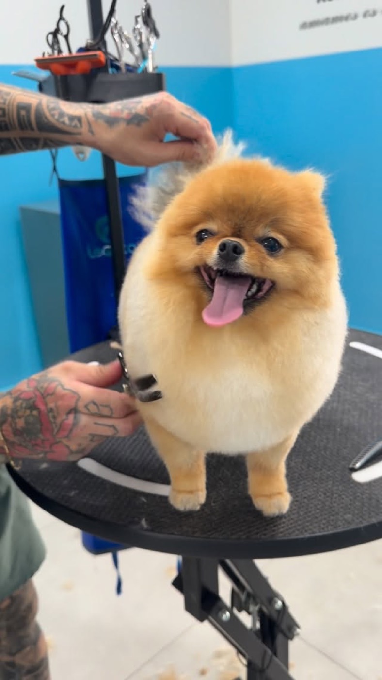 Spitz Alemão sorrindo na mesa de tosa da Sweet